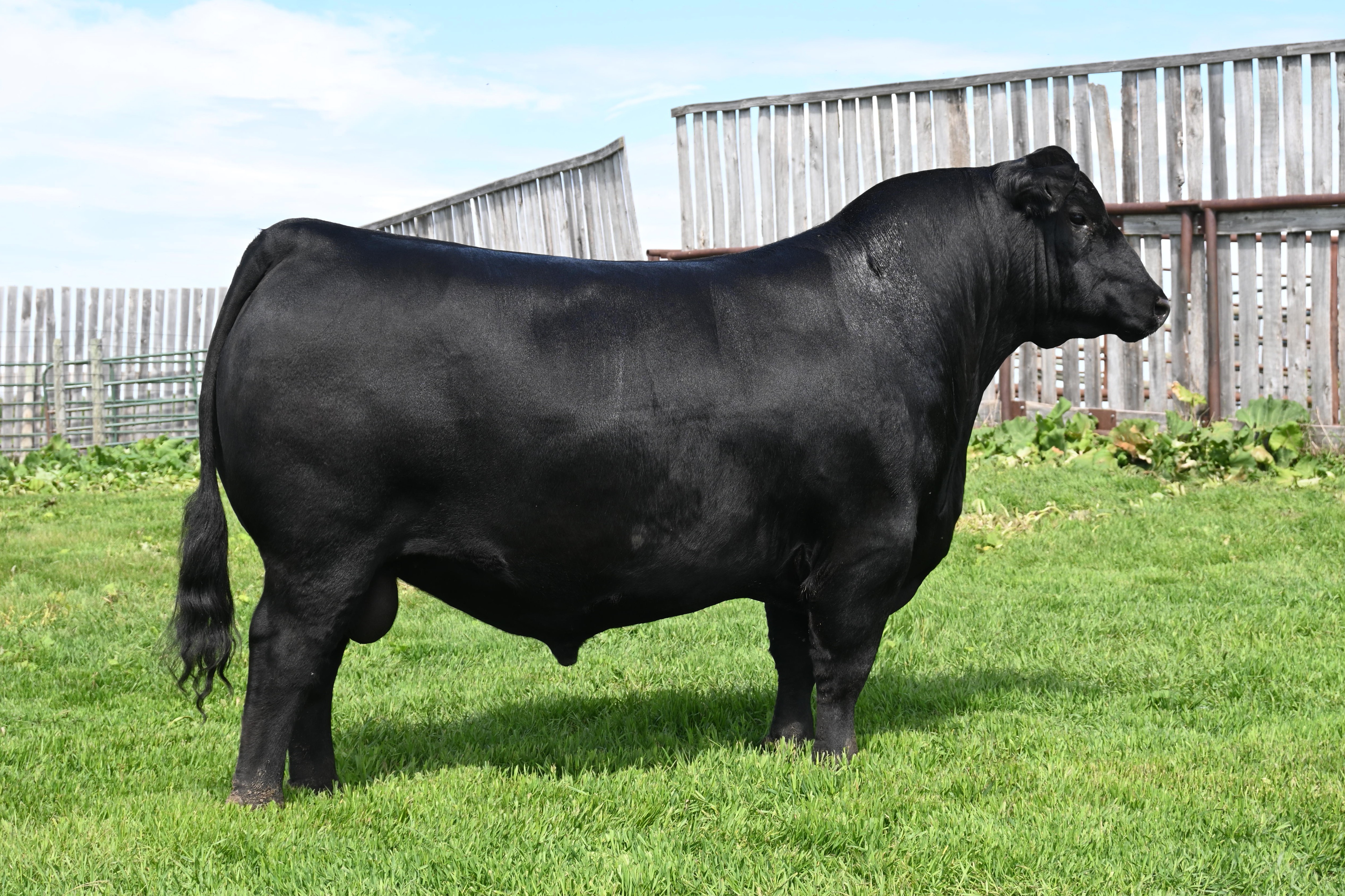 sire15